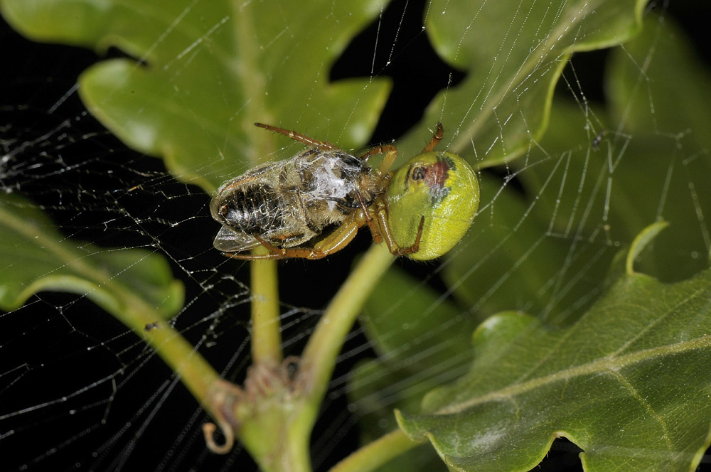 Prede, predatori e predati